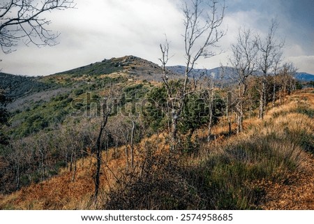 Similar – Image, Stock Photo Ancient holm oak forest (Quercus ilex) in a foggy day with centenary old trees, Zamora, Spain.