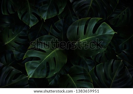Tropical Green