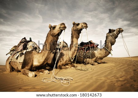 Camels Resting in The Thar Desert, Rajasthan, India