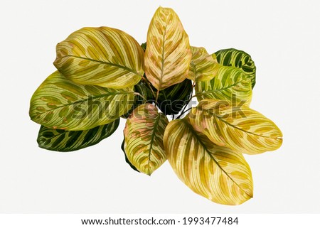 Similar – Image, Stock Photo Calathea makoyana leaf closeup