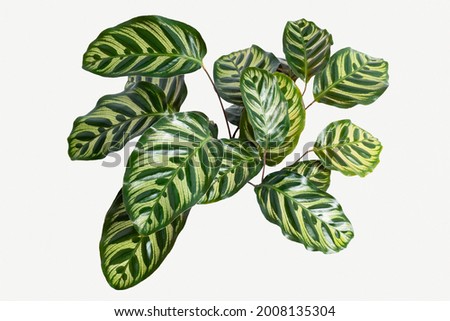 Similar – Image, Stock Photo Calathea makoyana leaf closeup