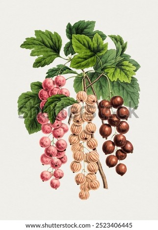 Similar – Image, Stock Photo pink currants on a bush