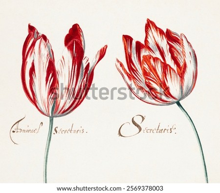 Similar – Image, Stock Photo one petal Tulip