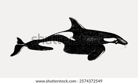 Illustration of an orca, also known as a killer whale. The orca is depicted in black and white, showcasing its distinctive markings. Orca illustration in profile. Vintage illustration vector.