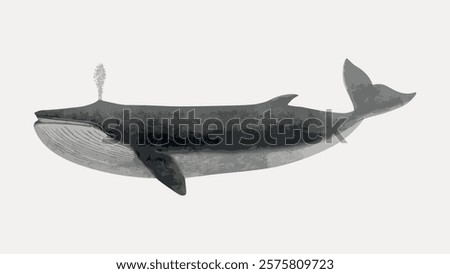 Illustration of a blue whale, showcasing its massive size and distinct features. The whale is depicted in a side view, emphasizing its grandeur and marine beauty. Vintage illustration isolated, vector