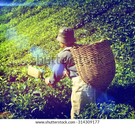 Farmer Picking Tea leaf Indigenous Culture Concept