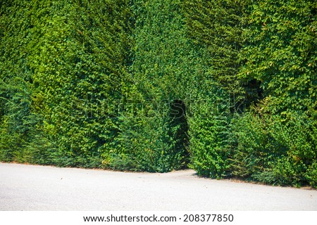 Walkway trough a green natural wall of trees
