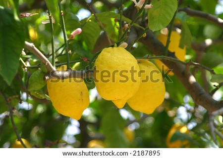 Three lemons on a lemon tree