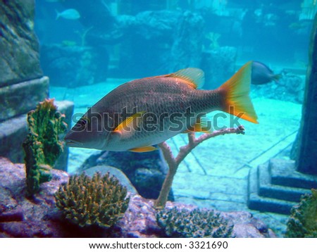 A tropical fish swimming inside an aquarium fish tank