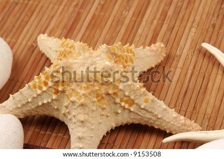 Beach postcard with sea shell and star fish