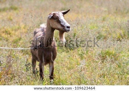 funny goat in the middle of pasture