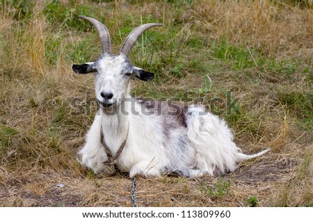funny goat on meadow pasture