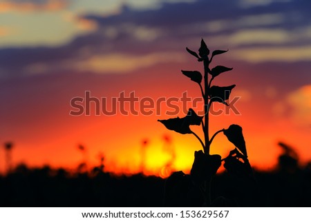 Flower silhouette on sunset background