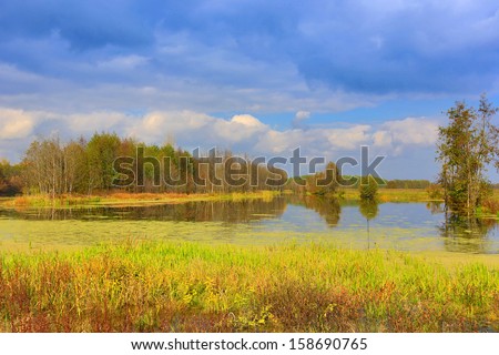 Nice autumn scene on bog in sunny day