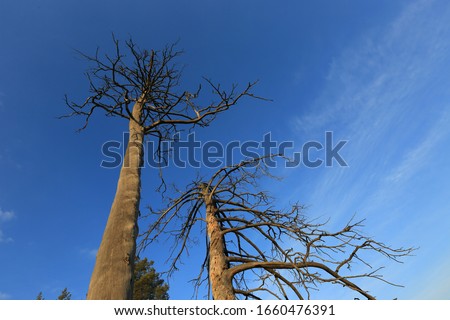 Similar – Image, Stock Photo Two dead trees by a muddy lake shore