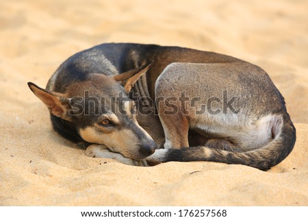 quiet dog on yellow sand
