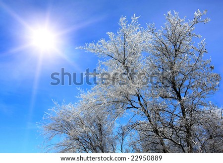 Winter sunshine over trees