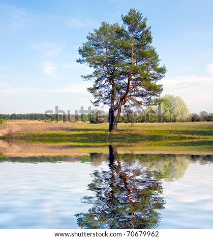 Alone tree in steppe near water