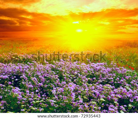 Summer landscape with sunset in steppe