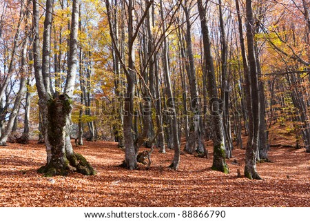 Nice autumn scene in beech forest