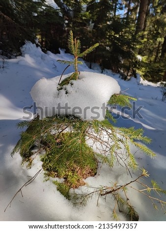 Similar – Foto Bild Kleiner Tannenbaum der Art Abies nordmanniana im Schnee von oben