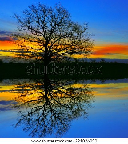 old tree in night with water reflection