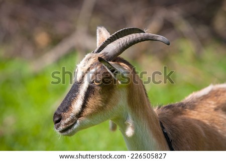 funny goat on pasture - soft photo