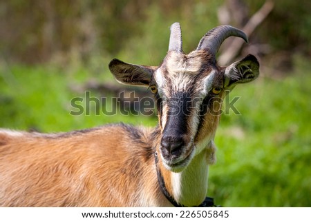 funny goat in garden at sunny day