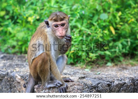 Funny monkey seat on stone