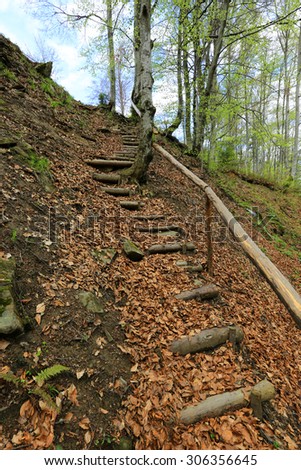 wooden stairs in autumn forest