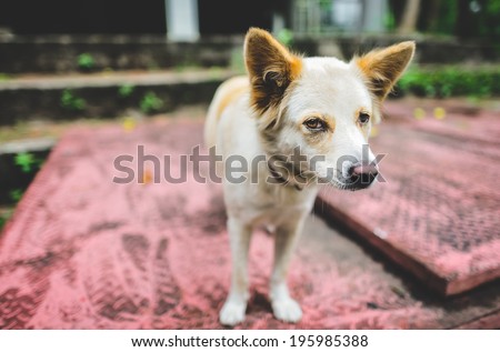 Dog in Vintage color