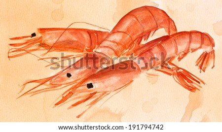 A watercolour drawing of three shrimps, retro-stylized