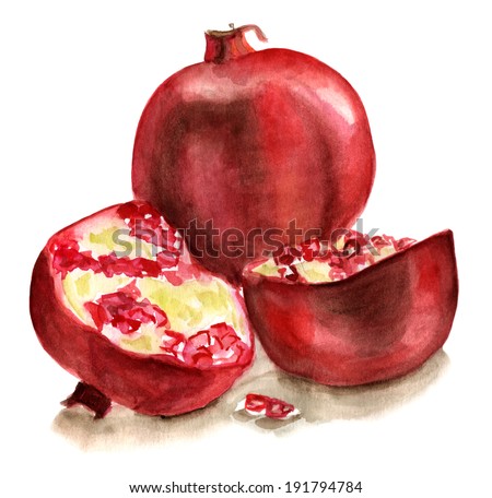 A watercolour drawing of a pomegranate on white background