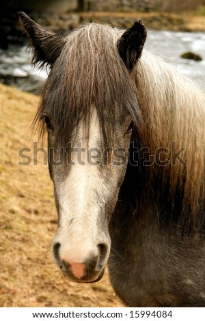 Nordic wild horse