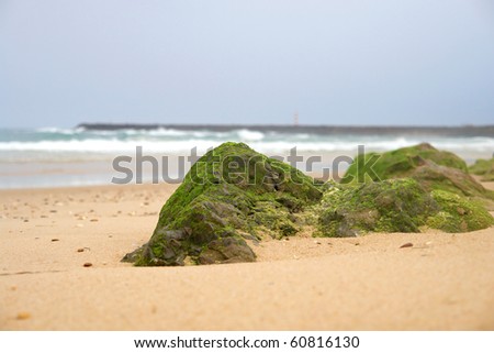 Moss on stone pattern in sea coast shore