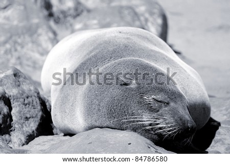 Seal at Cape Cross Reserve, Atlantic Ocean coast in Namibia.