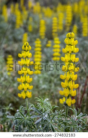 Lupinus luteus, comunly  known as annual yellow-lupin. A native plant to the Mediterranean region of Southern Europe. Occurs on mild sandy and volcanic soils in mining belts.