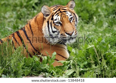 Female Tiger laying in the grass.