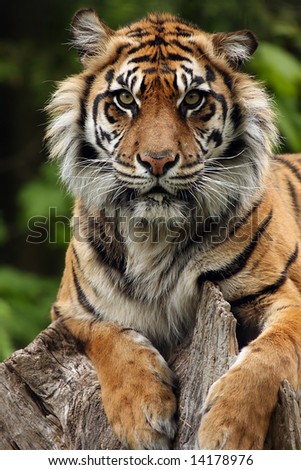 Closeup of a Sumatran Tiger laying on a tree stump.