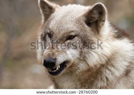 Closeup of an angry Timber Wolf against a beautiful blurred background.
