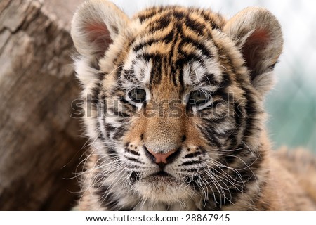 Closeup of a seven week old Siberian Tiger Cub.