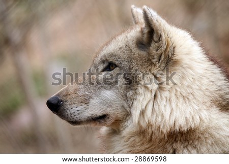 Closeup of a Timber Wolf against a blurred background.