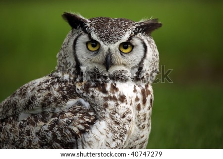 Closeup of an angry Great Horned Owl.