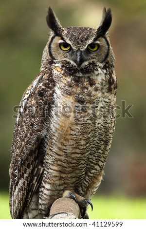Closeup of an angry looking Great Horned Owl