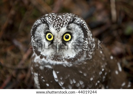 Closeup of a wide-eyed Boreal Owl on Amherst Island, Ontario.