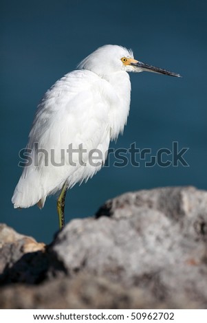 Snowy Egret perching by the water\'s edge.