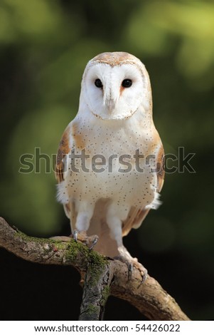 Closeup of a curious Barn Owl.