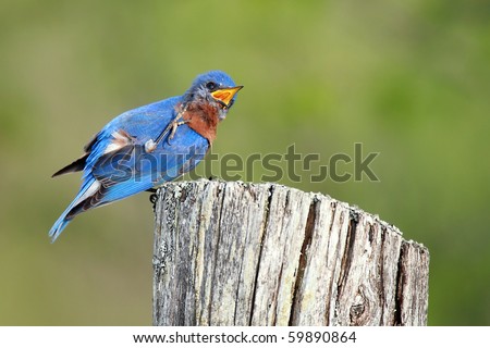 Male Eastern Bluebird scratching an itch.