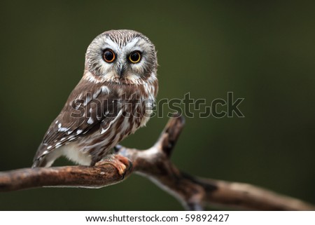 Closeup of a wide-eyed Northern Saw-Whet Owl.