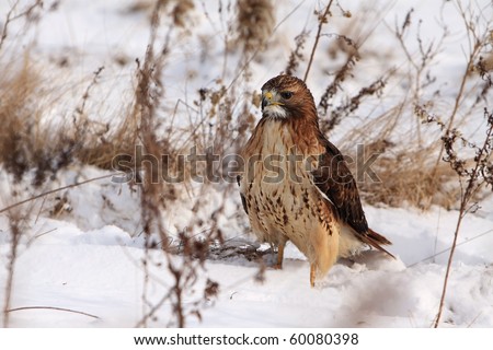 Red-Tailed Hawk in the snow.